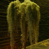 Jens Jakobson Christmas: Spanish Moss tree