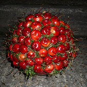Jens Jakobson Christmas: red apples ball