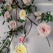 Jens Jakobson Wedding: flowers 2, rose cascade