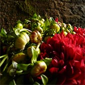 Jens Jakobson Wedding: red dahlia and green buds