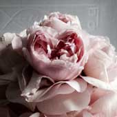 Jens Jakobson Wedding: pale pink rose