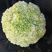 Jens Jakobson Wedding: flowers, green carnations