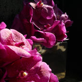 Jens Jakobson Wedding: flowers, pink orchids