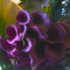 Jens Jakobson: Wedding flowers in mauve: calla lily