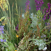 Jens Jakobson Garden: wildflower display at Hampton Court
