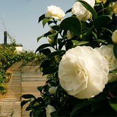Jens Jakobson Garden: white camellia